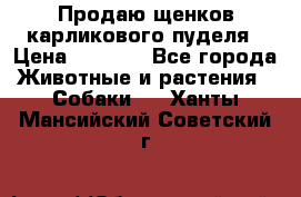 Продаю щенков карликового пуделя › Цена ­ 2 000 - Все города Животные и растения » Собаки   . Ханты-Мансийский,Советский г.